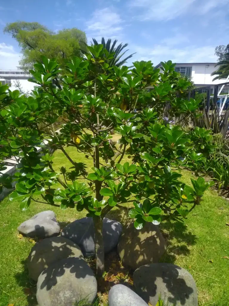 Árbol de Lúcuma: Guía Completa para su Cultivo y Cuidado 1 árbol de lúcuma verde